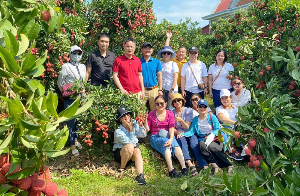 
Du khách thích thú chụp ảnh tại vườn vải.